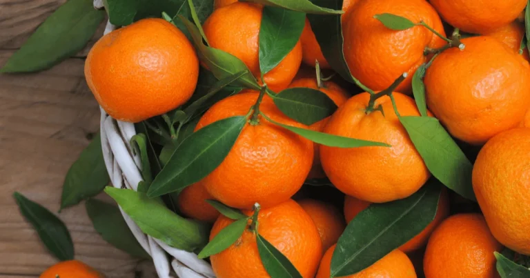 Мандарин – користь, вирощування, сорти та секрети вибору найкращого фрукта мандарин