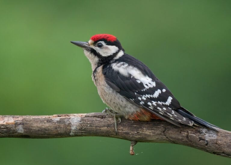 Дятел – цікаві факти, середовище життя та роль дятла в природі дятел
