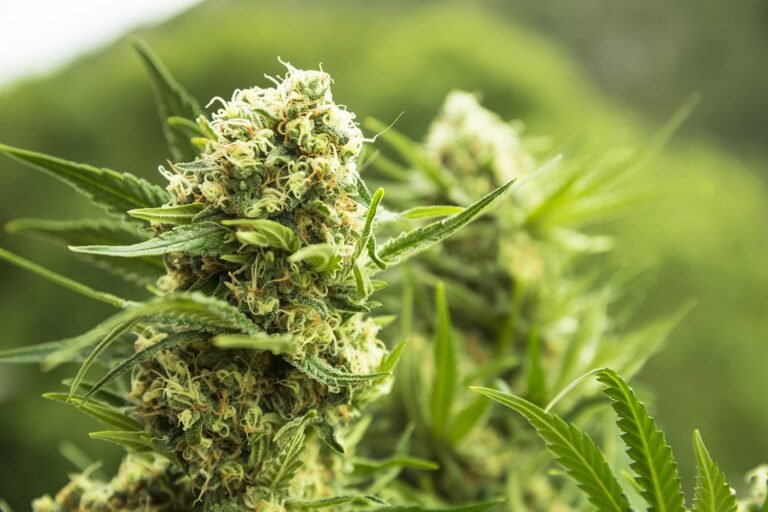 каннабис